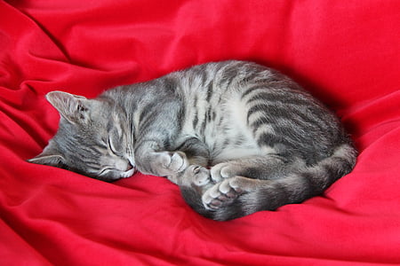 silver cat sleeping on red textile thumbnail