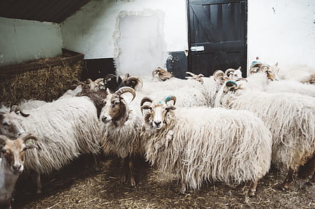 white sheeps thumbnail