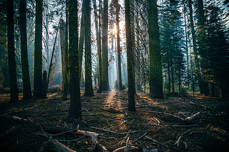 forest tree field thumbnail