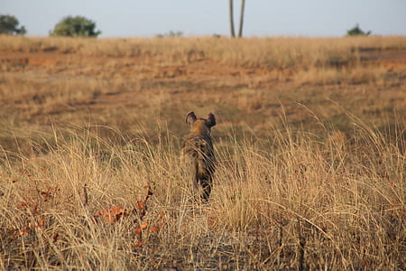 brown animal ahead thumbnail
