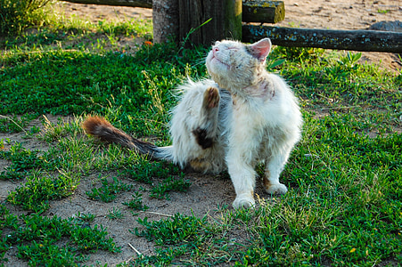 cat lying on green grass thumbnail