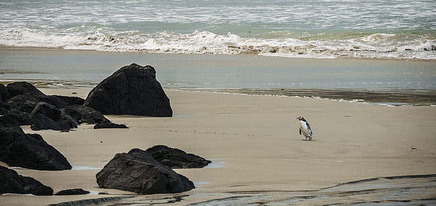 penguin on shore thumbnail