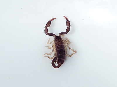 brown scorpion thumbnail