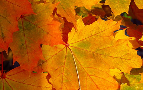 orange and red maple leaves in close-up photography thumbnail