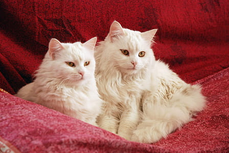 two long-fur white cats on red textile thumbnail
