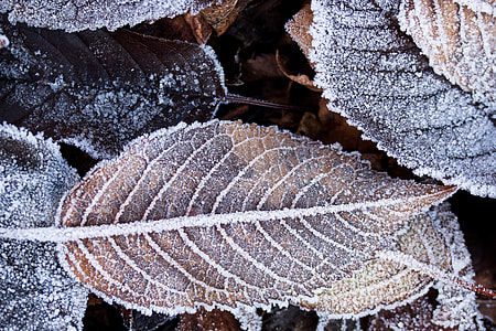 brown leaves thumbnail