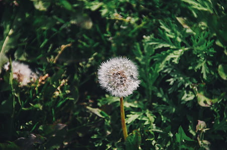 closeup photo of white dandelion thumbnail