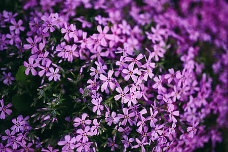 Closeup view of nature thumbnail