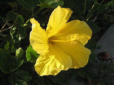 Hibiscus, Ishigaki Island thumbnail