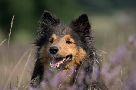 short-coated black dog shallow focus thumbnail