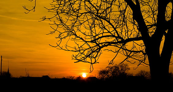 Silhouette Photo of Bare Tree thumbnail