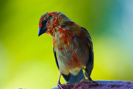 selective focus photo of house finch bird thumbnail