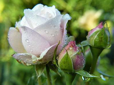 white rose thumbnail