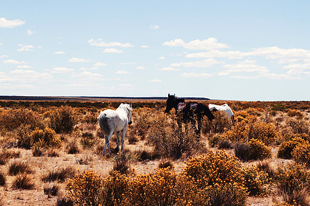 Horses in the grasses and shrubs of the Pampas in Argentina thumbnail