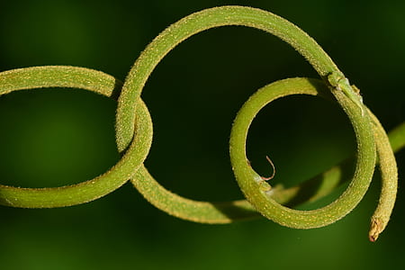 spiral, kringel, district, nature, plant, tentacle thumbnail