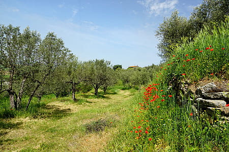 green leafed trees under blue sky thumbnail