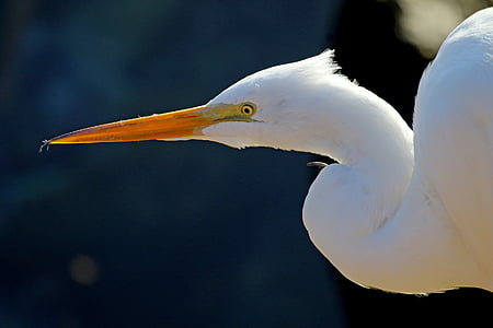 close-up photography of great egret thumbnail