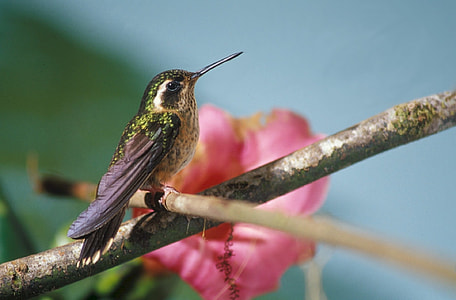 selective focus photography of hummingbird perched on tree thumbnail