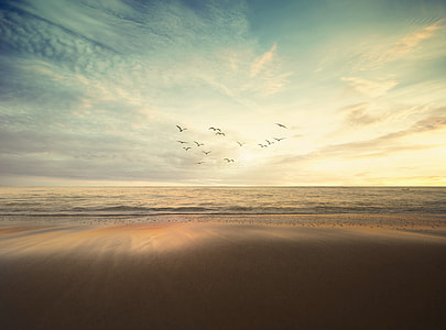 flock of birds flying during daytime thumbnail
