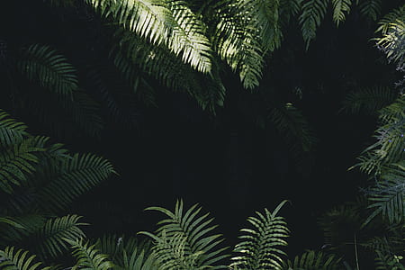 close-up photography of green plants thumbnail