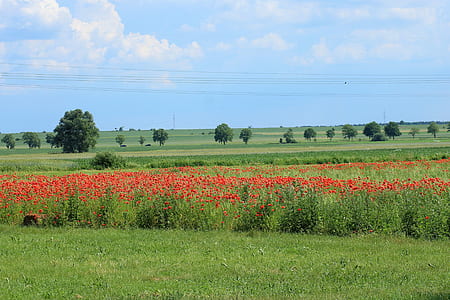landscape photography of flower garden thumbnail