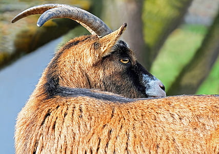 close up photography brown antilope deer thumbnail