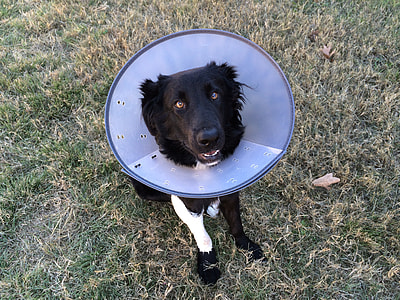 adult black Border Collie with Elizabethan cone while sitting on grass field thumbnail