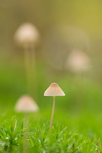 Selective Focus of White Mushroom thumbnail