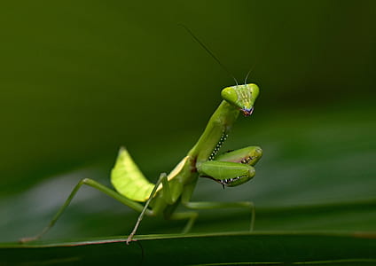 green praying mantis in close-up photography thumbnail