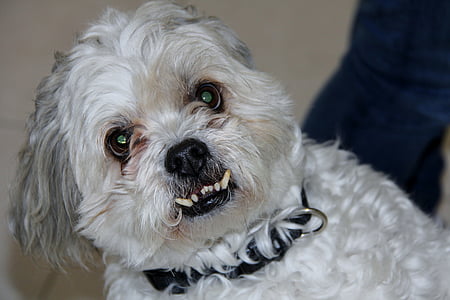 medium-coated white dog thumbnail