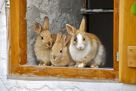 three brown rabbit on window thumbnail