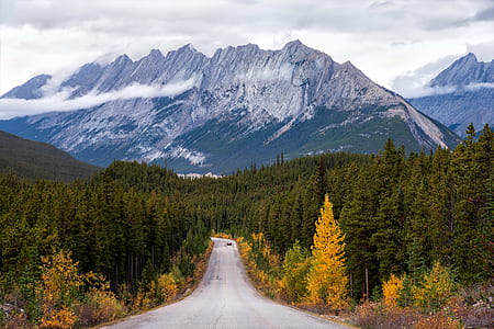 view of trees and road during daytime thumbnail