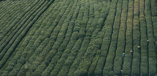 aerial photography of green plants with pathway thumbnail