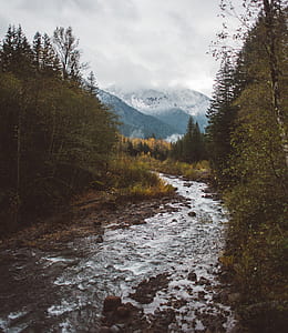photography of lake surrounded by trees thumbnail