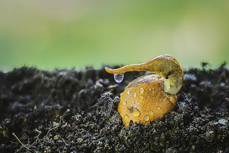 water drops on fruit seed thumbnail