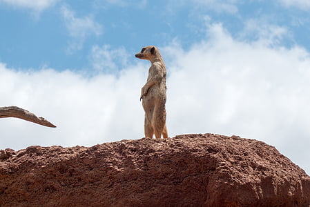 brown rodent standing on brown rock formation thumbnail