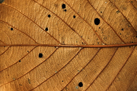closeup photography of withered leaf thumbnail