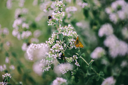 Flowers, fruits and vegetables in the garden thumbnail