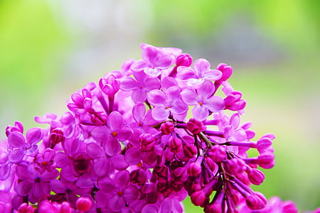 pink-petaled flowers in close-up photography thumbnail