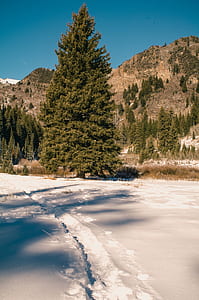 Green Tree Behind Mountain Under Blue Sky thumbnail