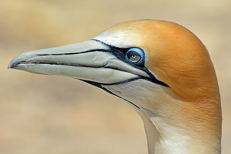 brown and white bird thumbnail