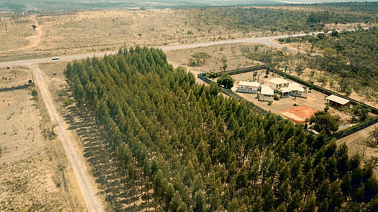 birds eye view of houses near pine trees thumbnail