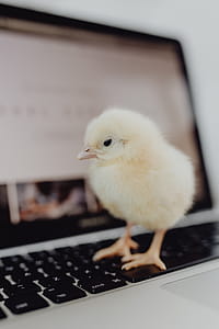 Newborn little chicken and laptop thumbnail
