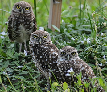 three brown owls on grass thumbnail