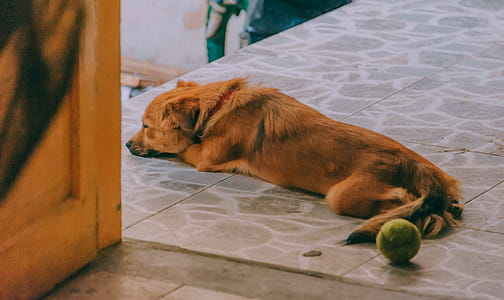 Dog Lying On The Floor Near The Door thumbnail