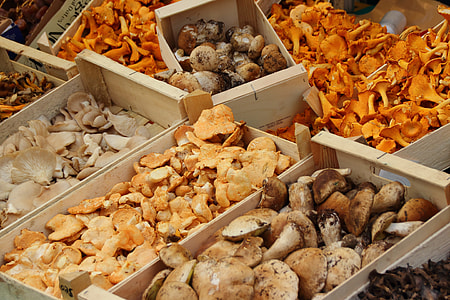 variety of mushrooms thumbnail