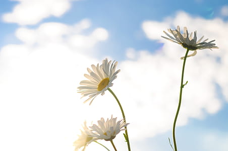 Shallow Focus Photography of Three White Daisies thumbnail