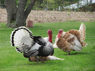 black and brown turkeys thumbnail