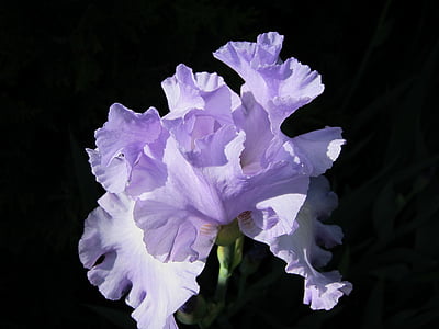 closeup photo purple and white petaled flower thumbnail