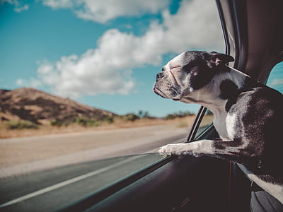 bulldog peaking on vehicle window thumbnail